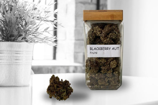 Black Berry AUT