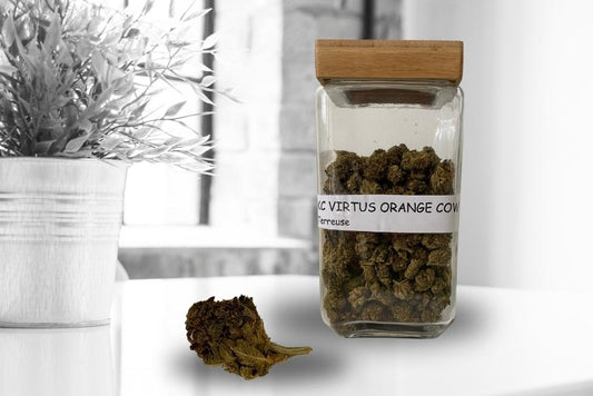 KC Virtus Orange Cow AUT